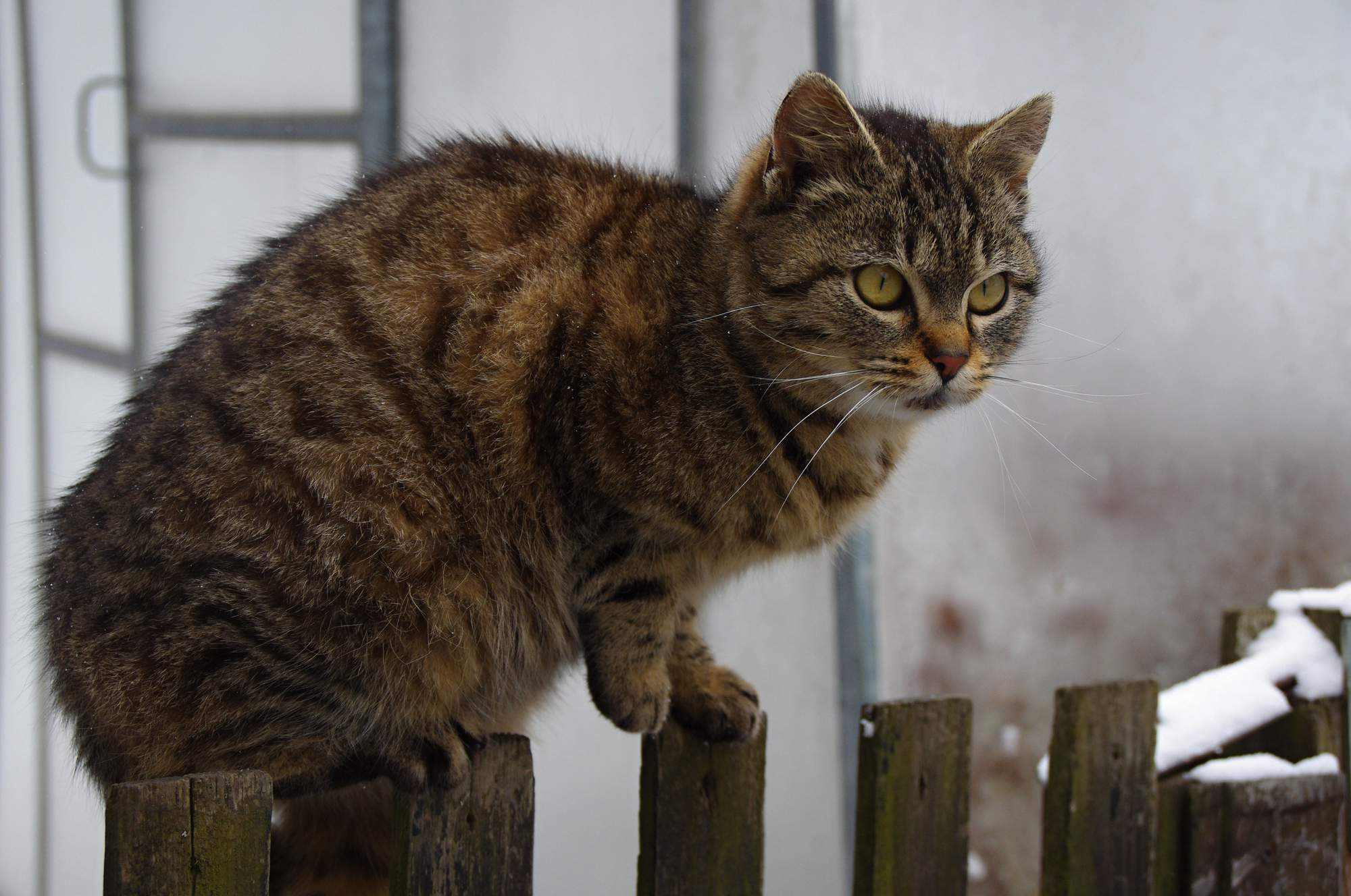 Tasemnice, to je ošklivé slovo