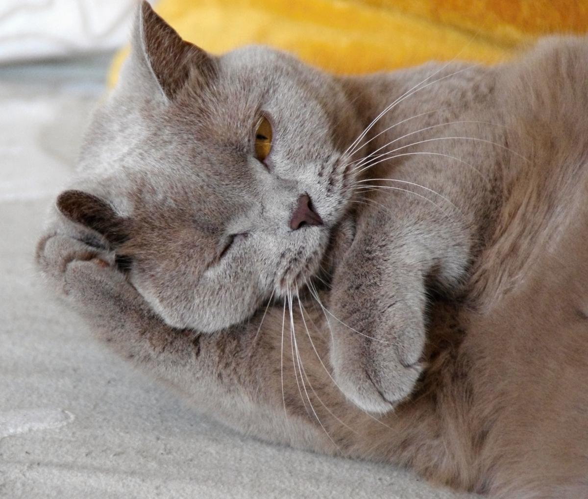 Jak je to s kosmetikou a léčivy, která jsou testována na zvířatech?