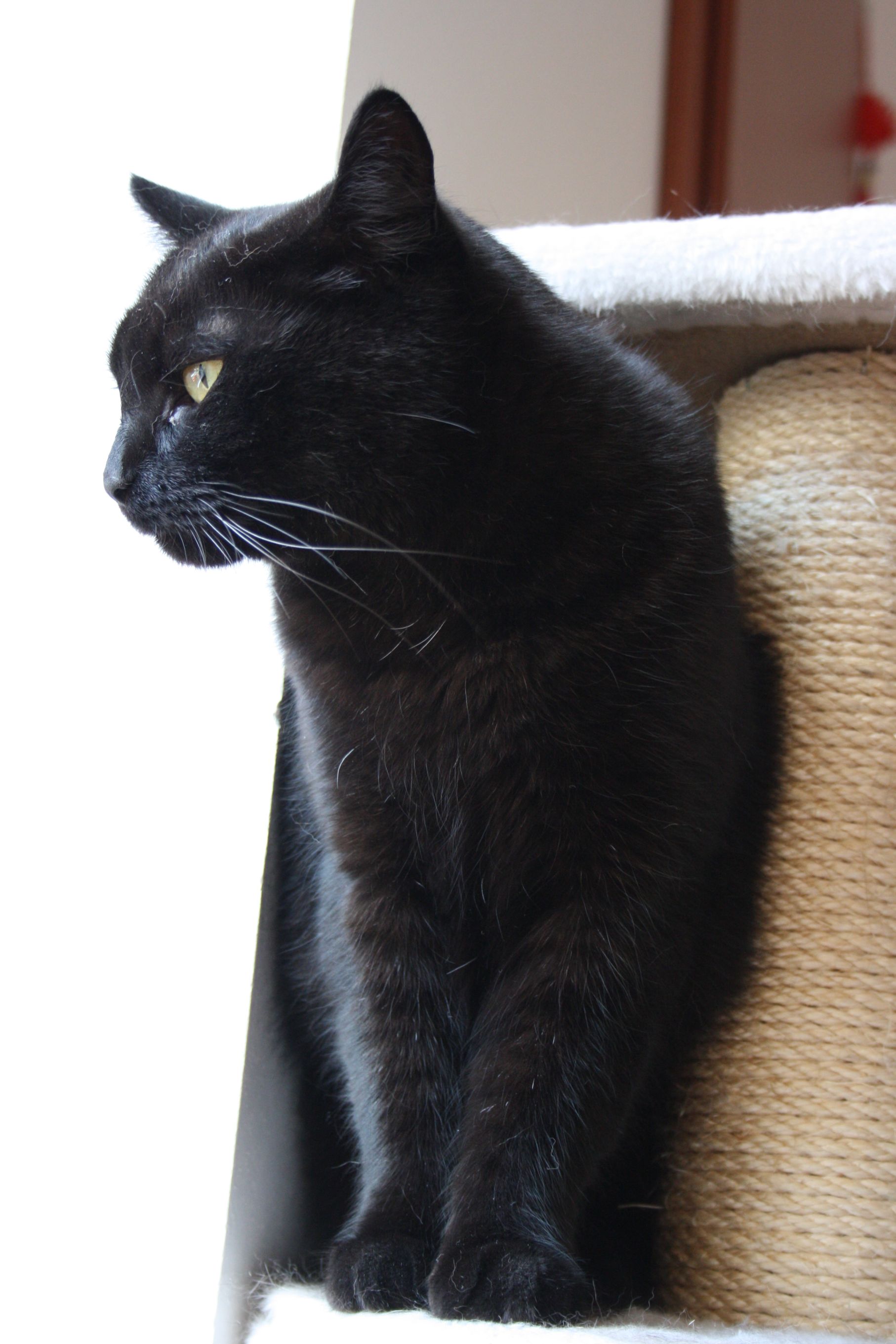 Dovolená pro kočku