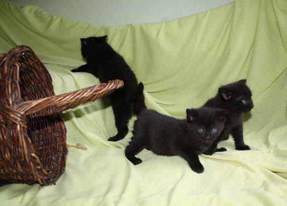 Jarní Kočičí přání pro kočky a koťata