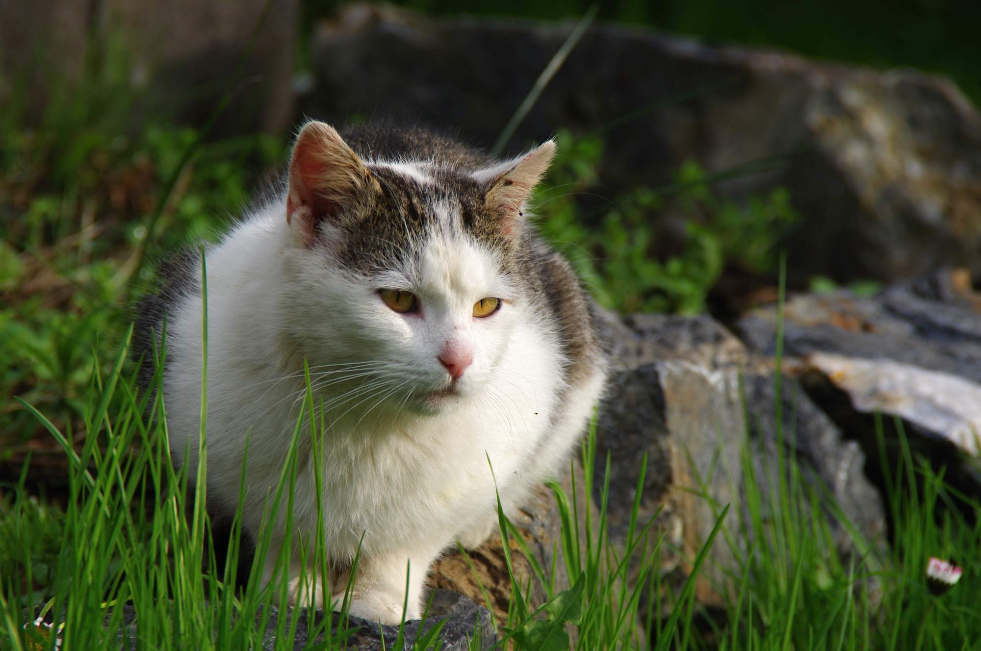 Léčba lymské boreliózy