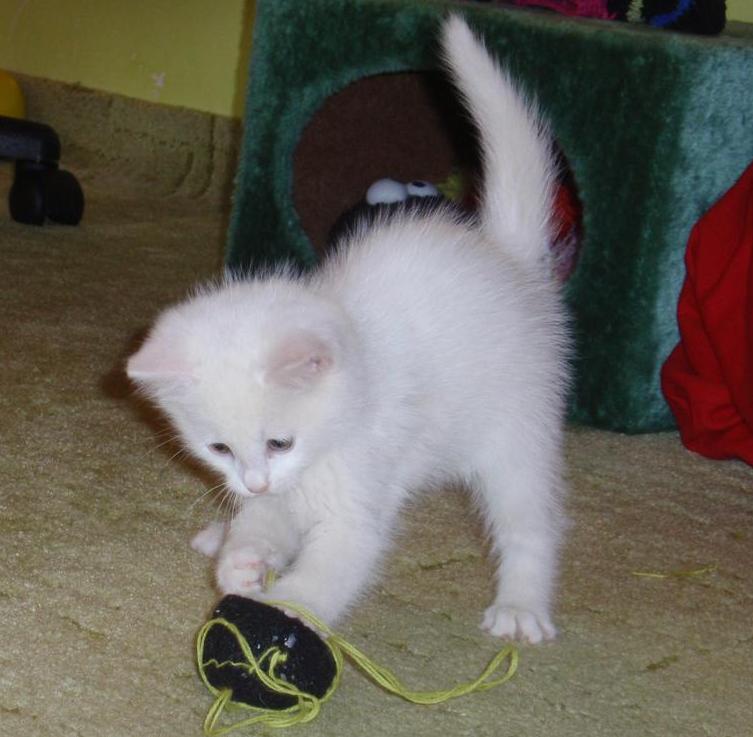 Obyčejný příběh (ne)obyčejného kocoura