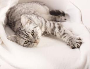 Podle kočičího gusta