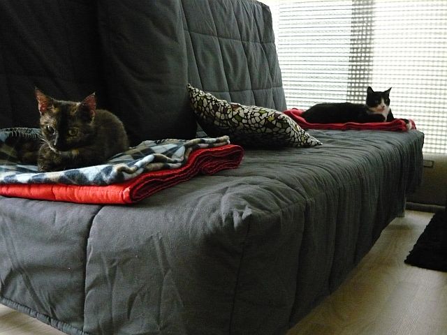 Seznamování dvou koček