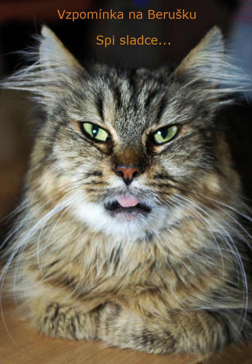 Rozloučení s milovanou Beruškou