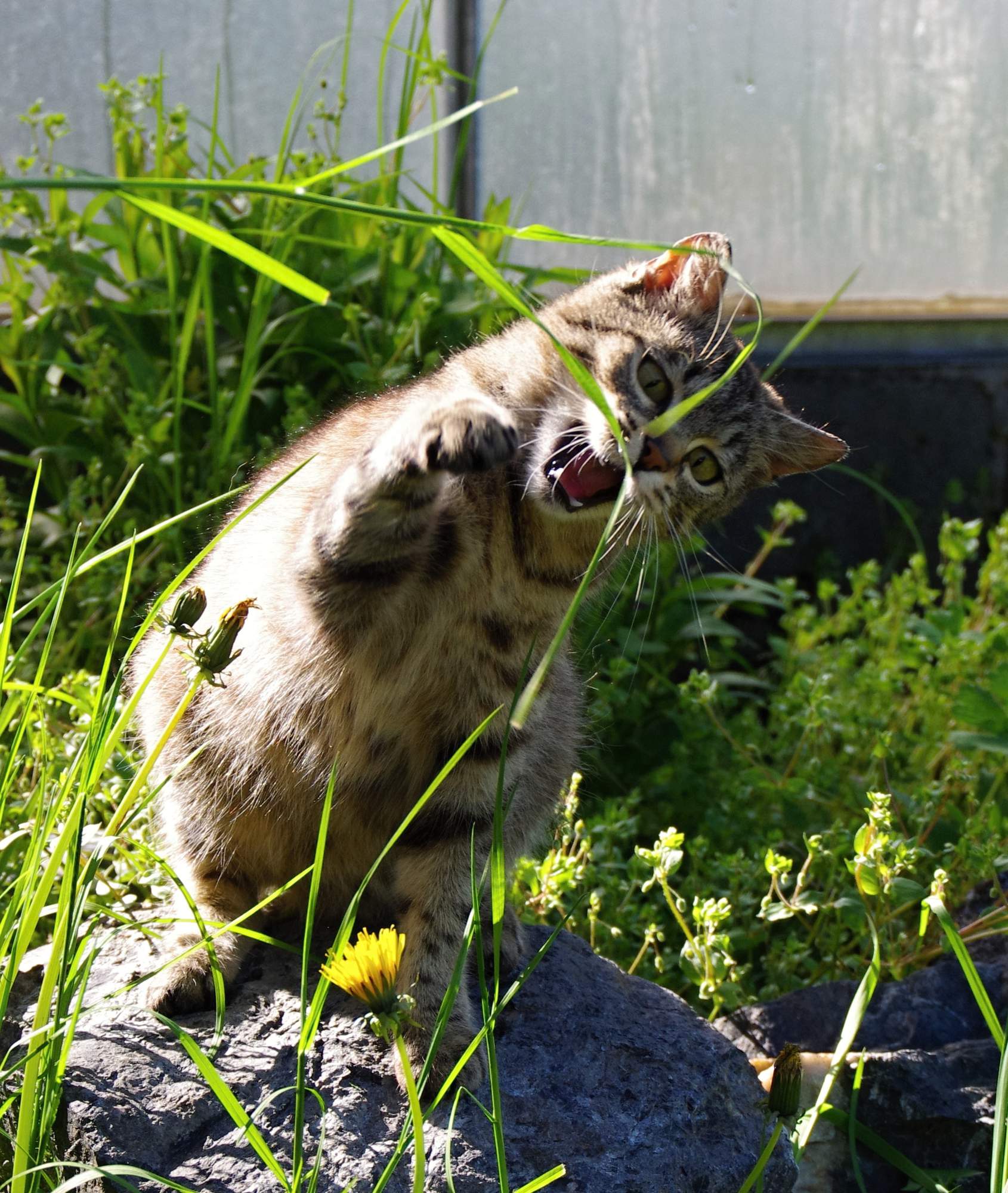O endoparazitech pohledem veterináře