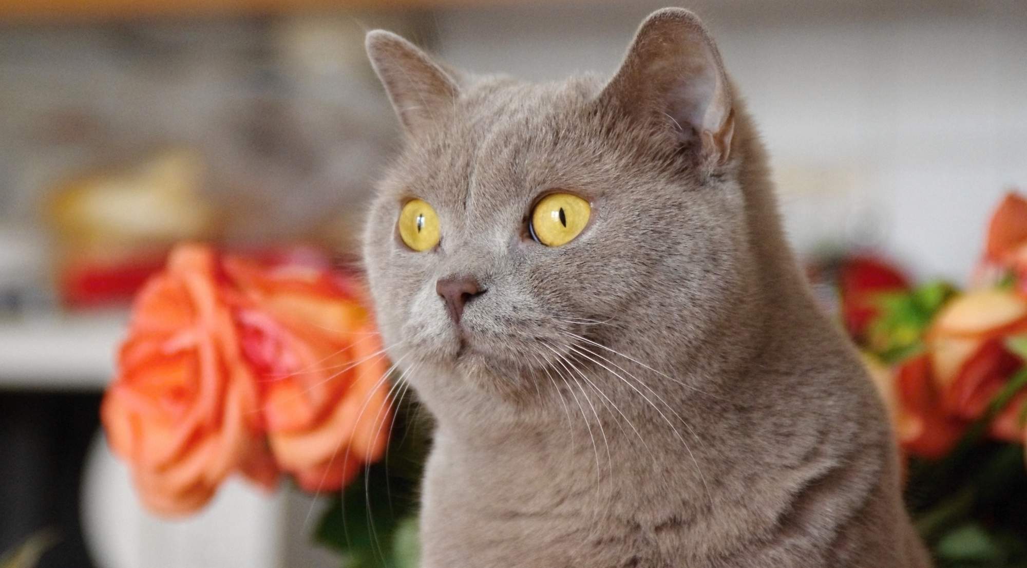 Šetrná léčba při absenci říje