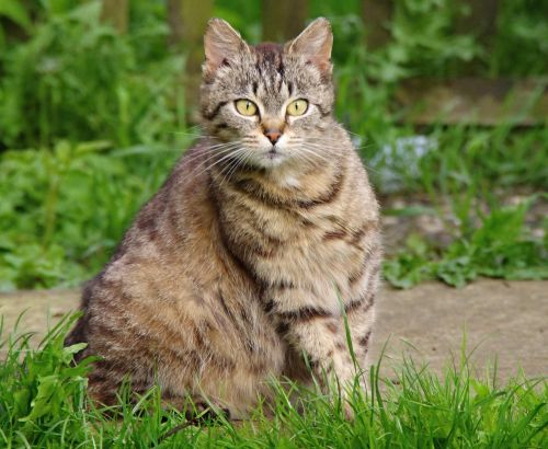 Bázlivost a homeopatika