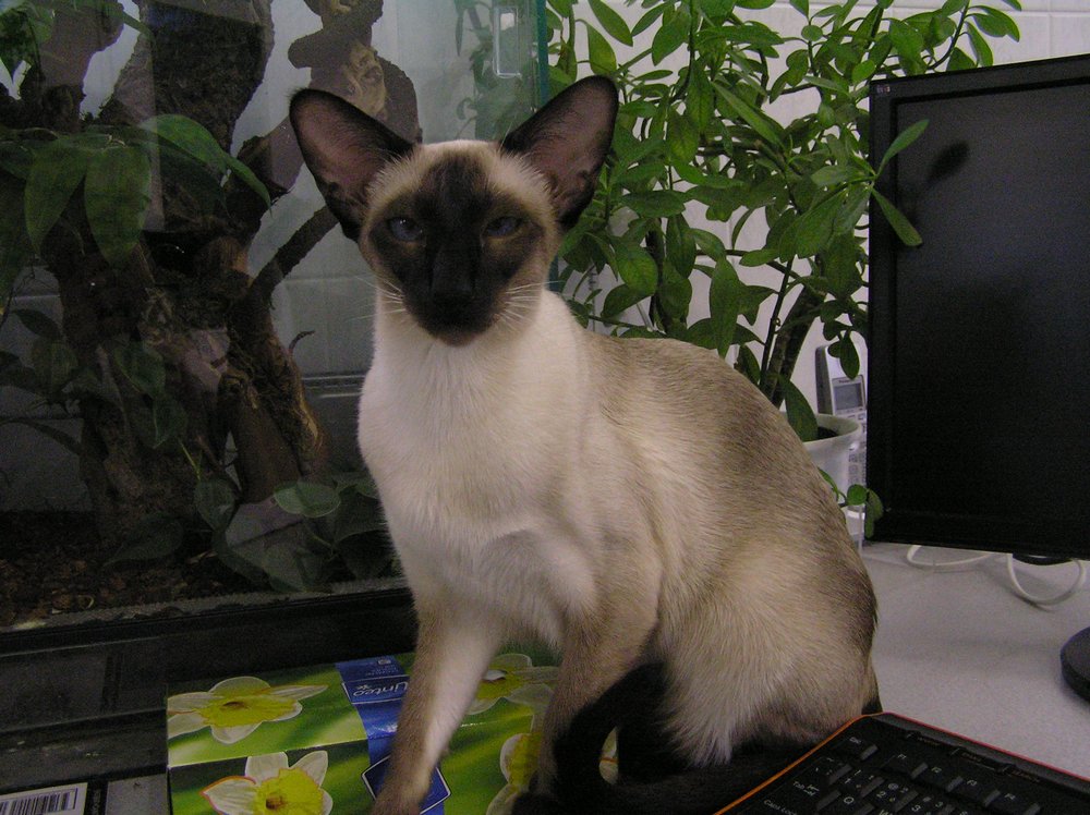 Je důvodem značkování pes?