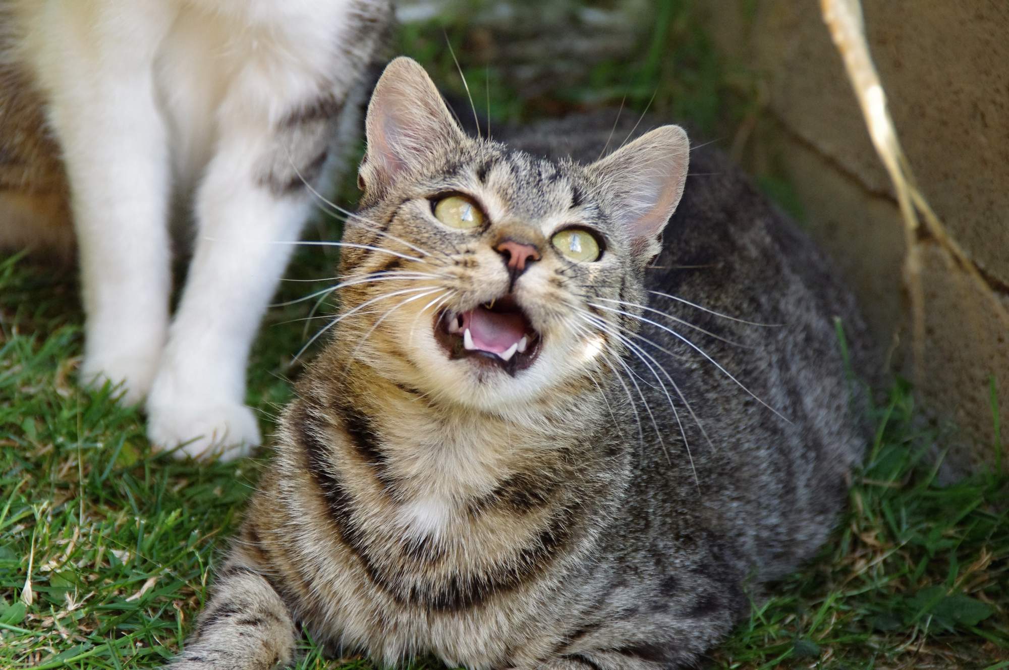 Virtuální adopce &#8211; pomůžete?