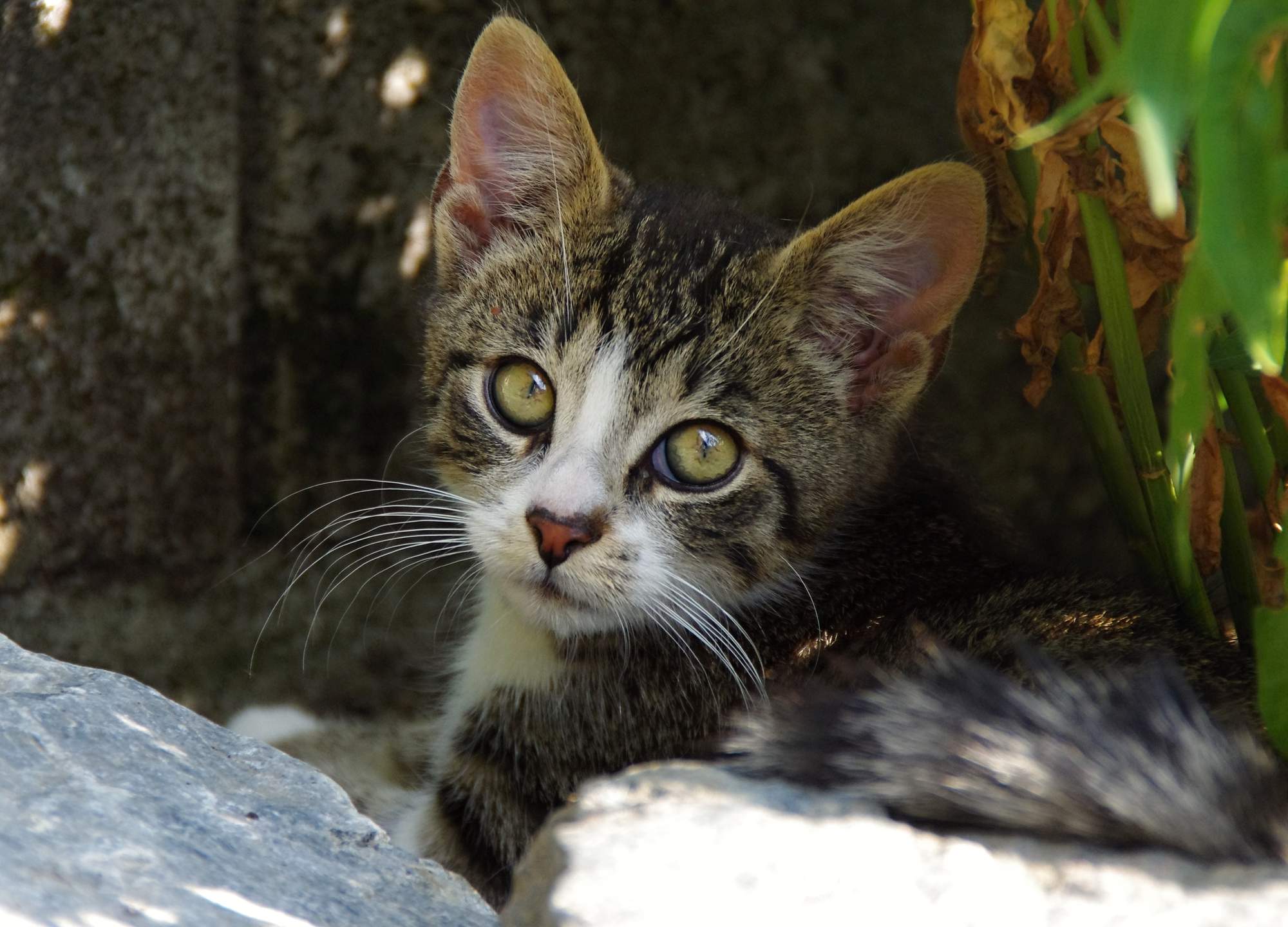 Pokousání a homeopatika