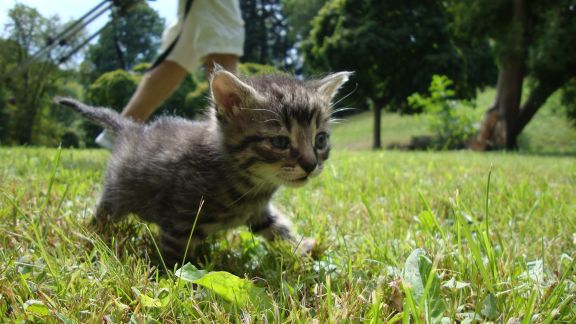 Po odčervení zpět do kondice