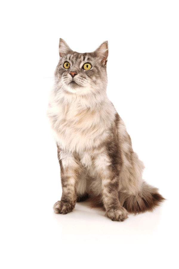 Obezita trápí více než šedesát procent koček