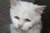 Potřebná pomoc zvířecím hrdinům z útulků