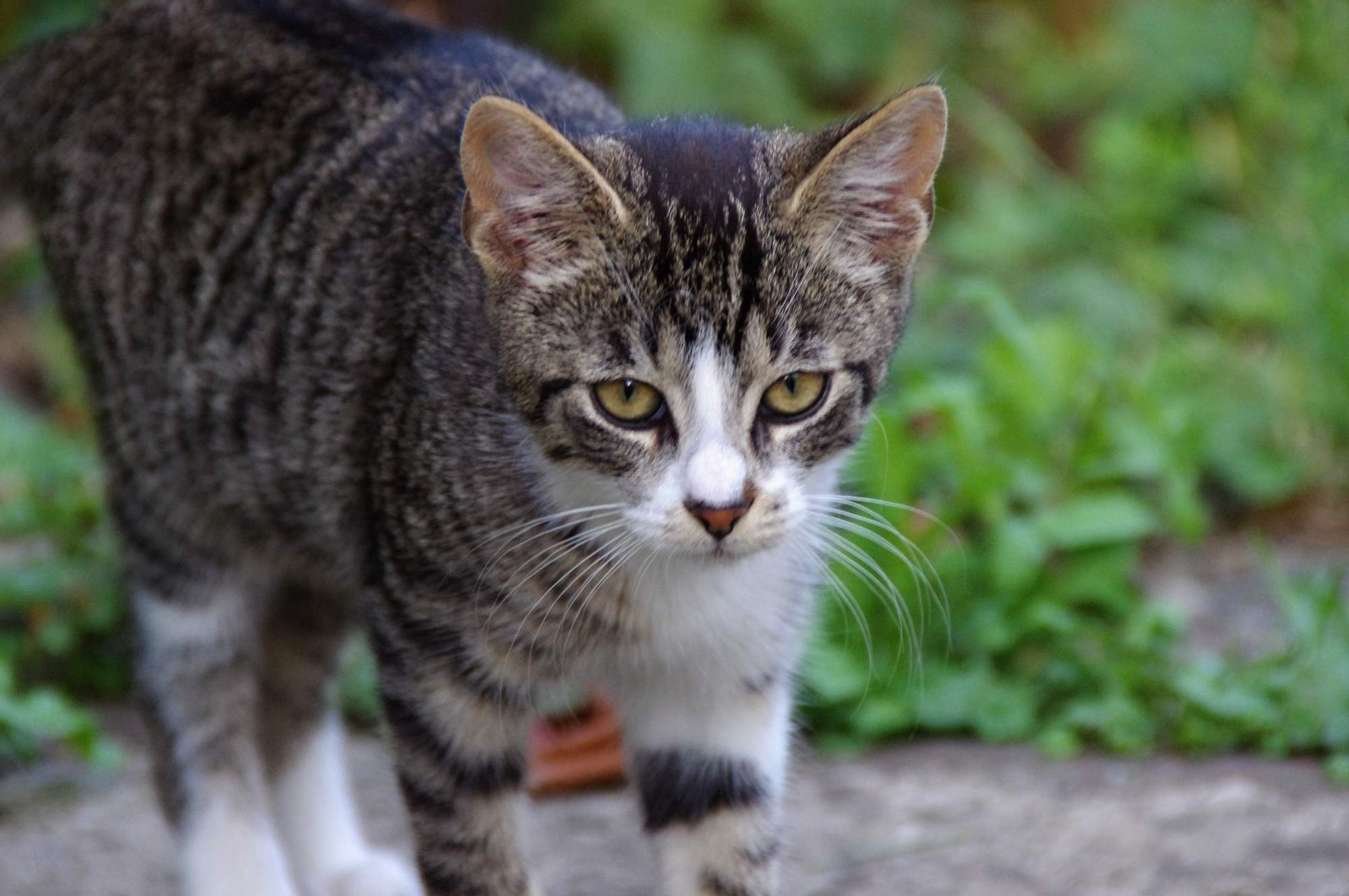 Co potřebují kočky pro spokojený život?