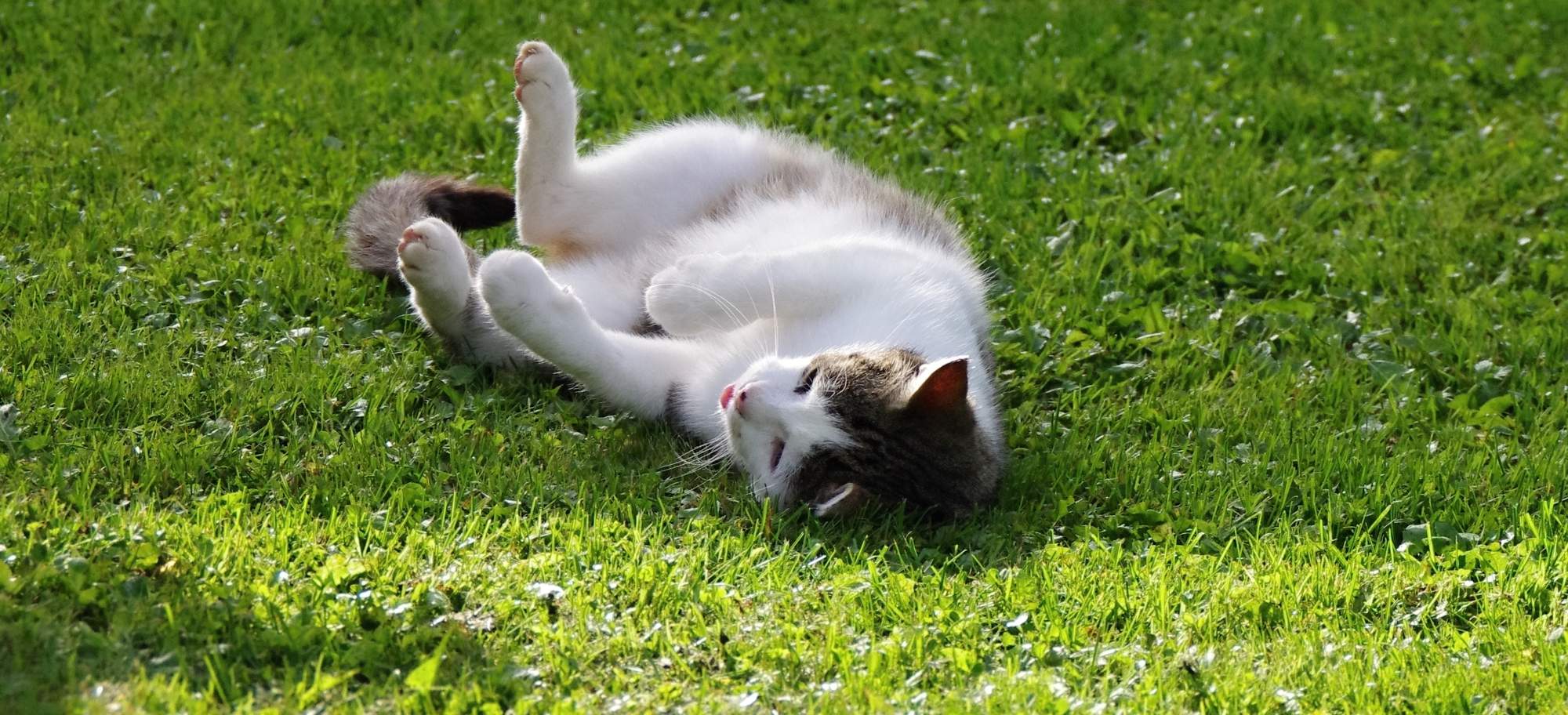 Homeopatická léčba průjmu a zvracení