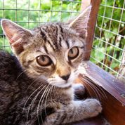 Pozvánka: Výstava koček bez domova