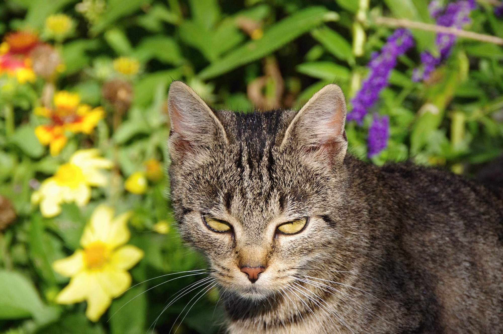 Potravní chování koček