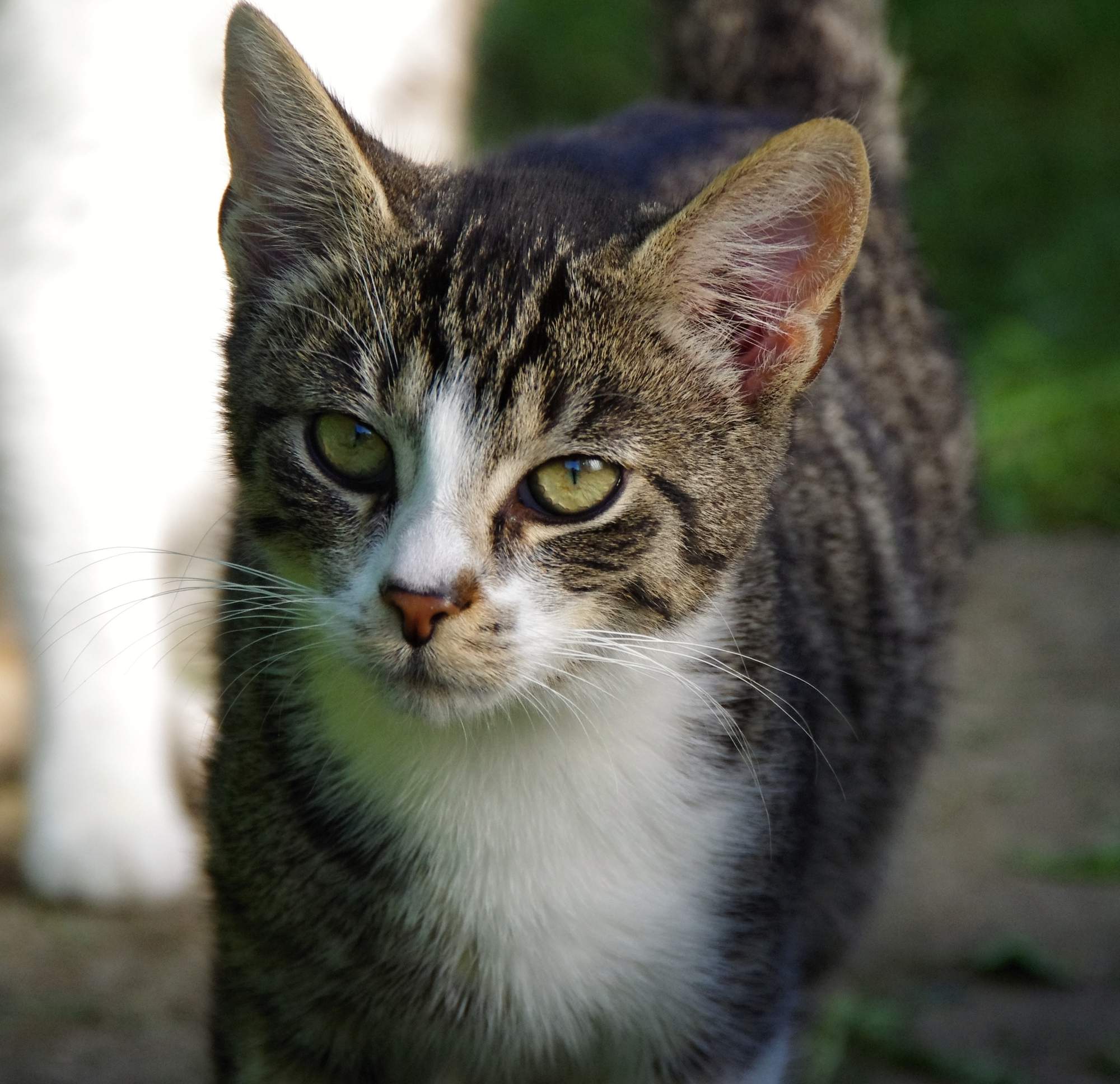 Desatero péče o zvíře z útulku 