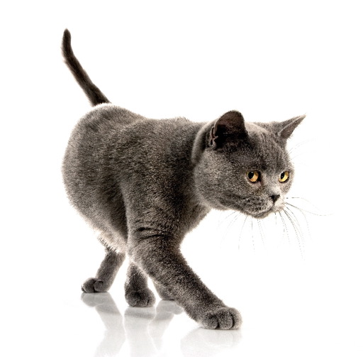 Potíže s močovými cestami