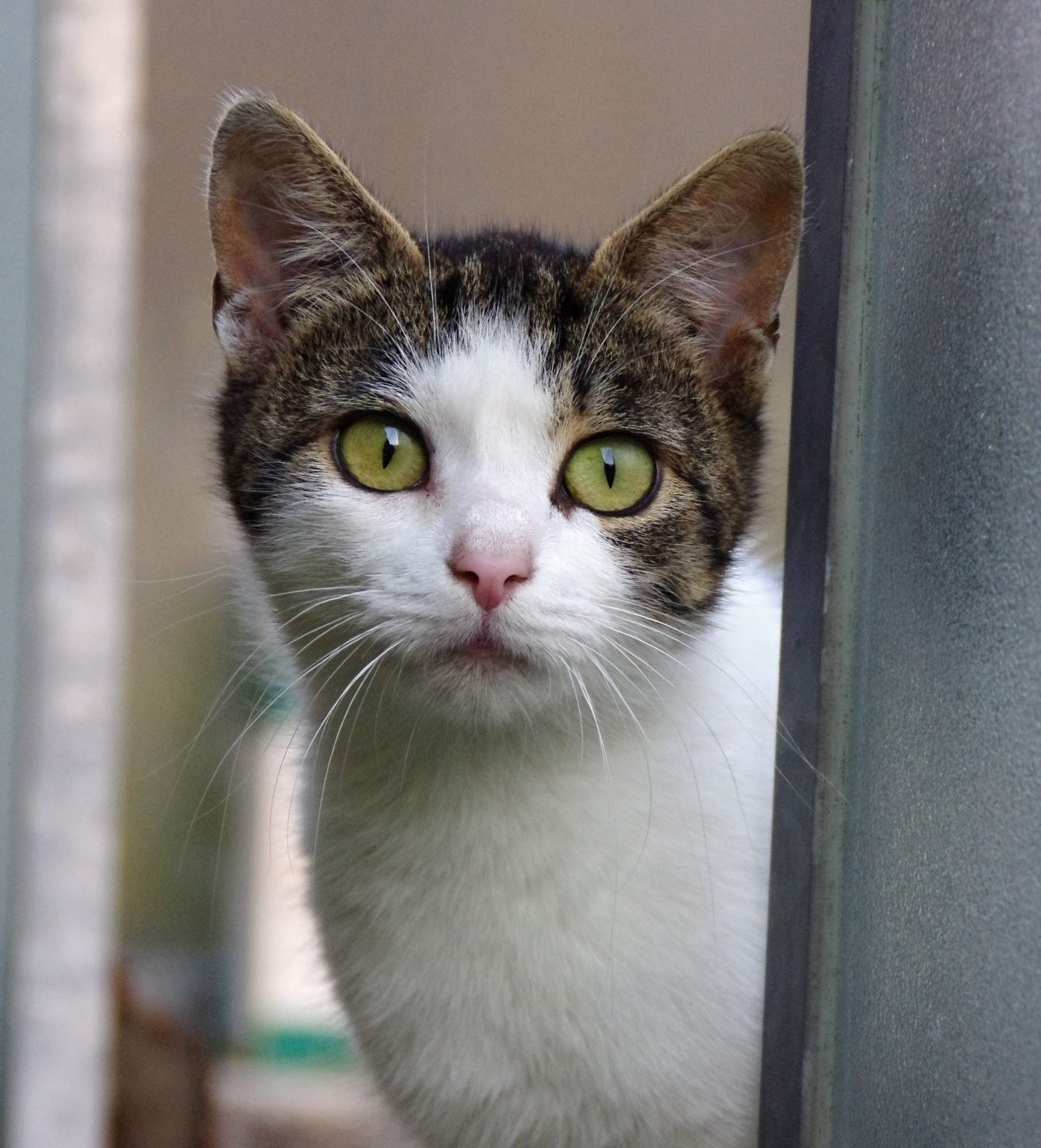 Zánět rohovky (keratitida) a homeopatická léčba