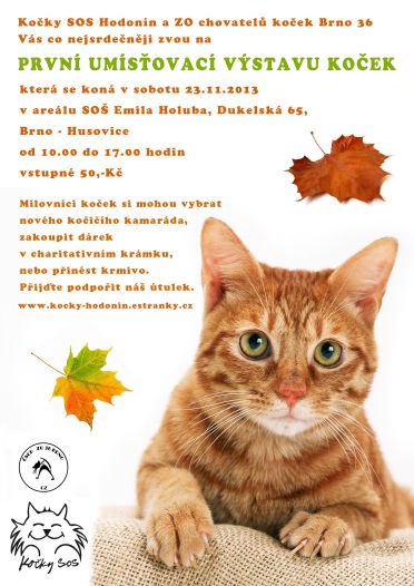Výstava opuštěných koček v Brně