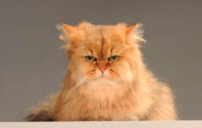 Průzkum - Investice do bydlení a domácí mazlíci