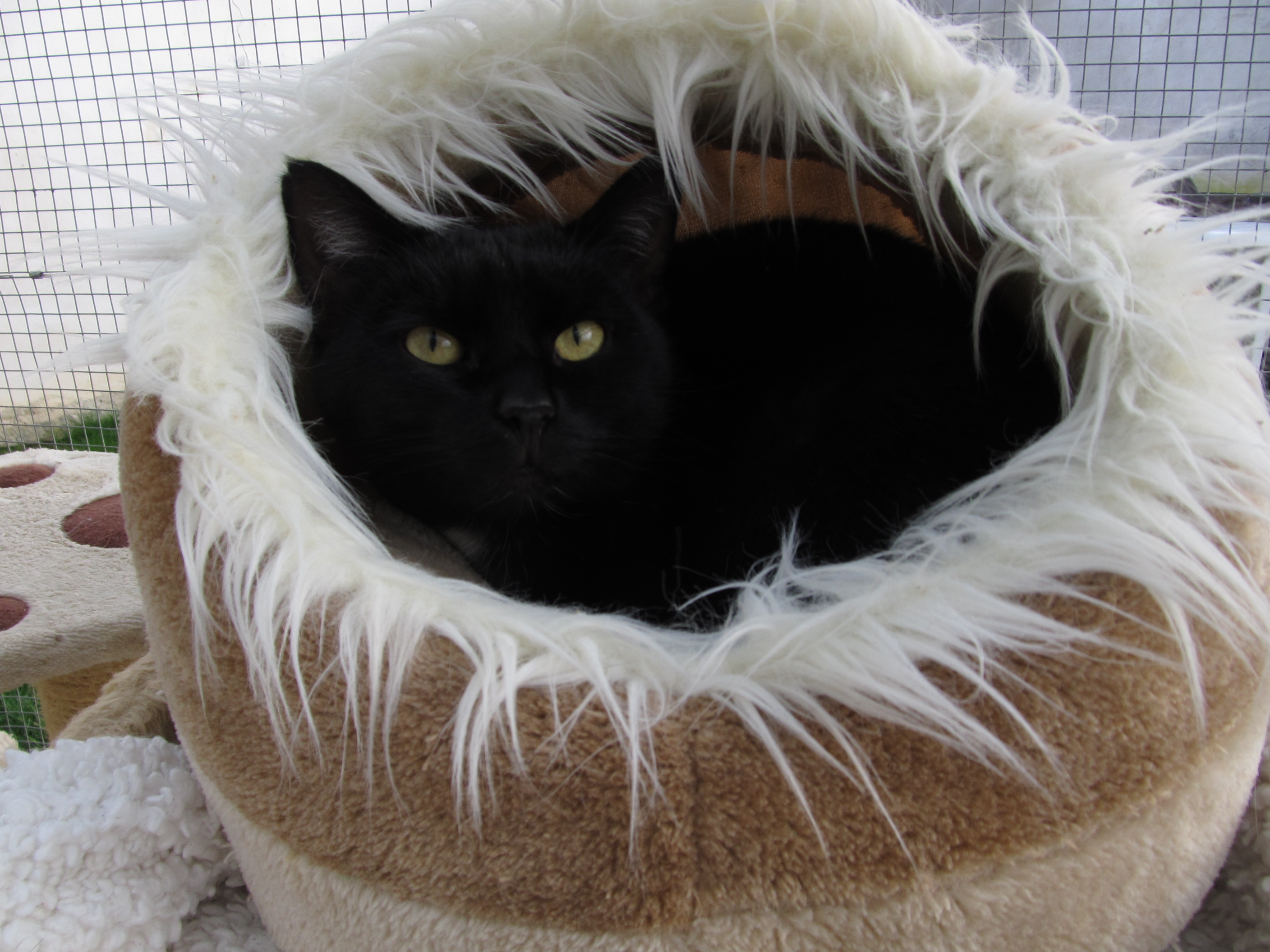 Výstava opuštěných koček v Modřanech