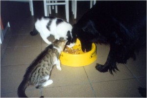 Kočky nemůžou domů