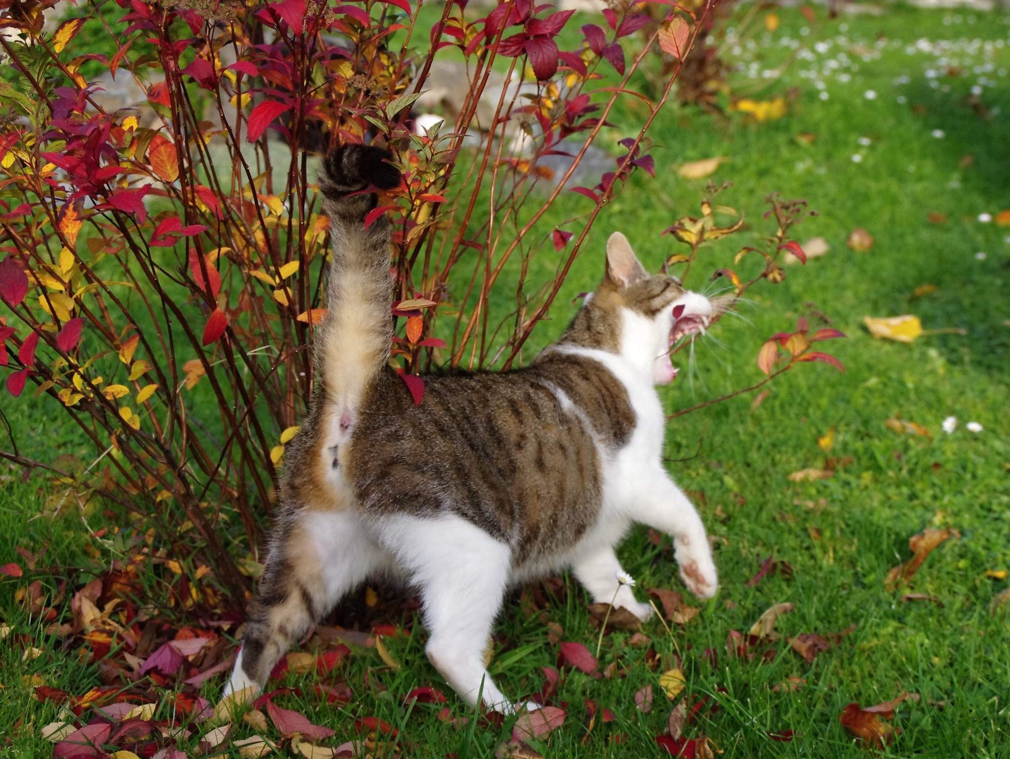 &#8222;Zachránit&#8220; může být nebezpečné