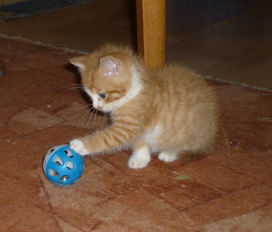 Pozvánka: Malá umisťovací výstava opuštěných koček 