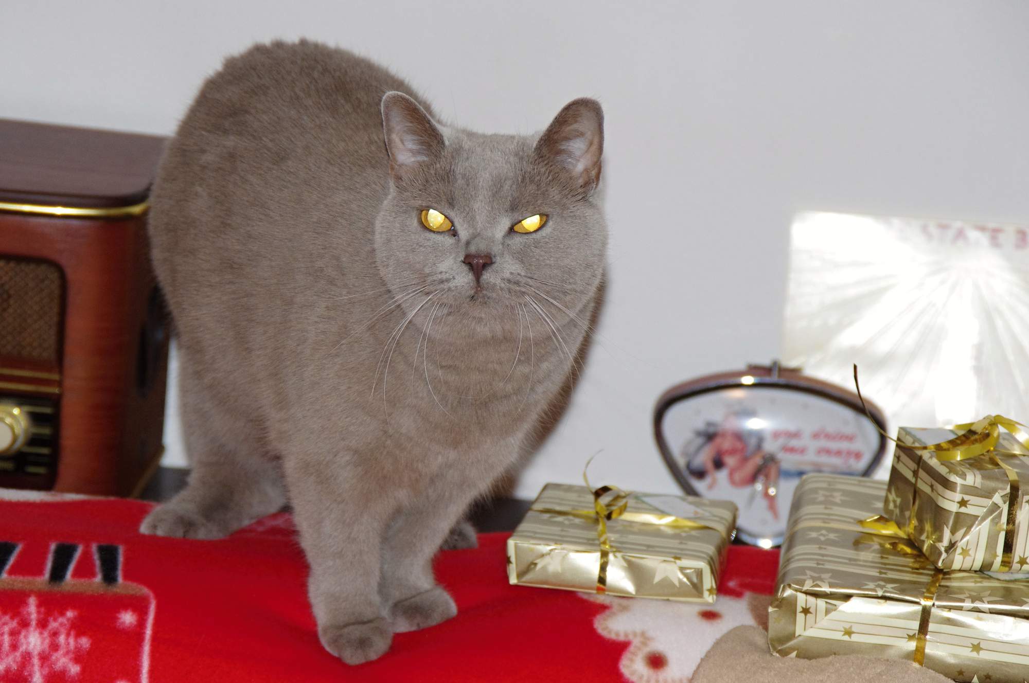 Tipy na vánoční dárky pro kočky