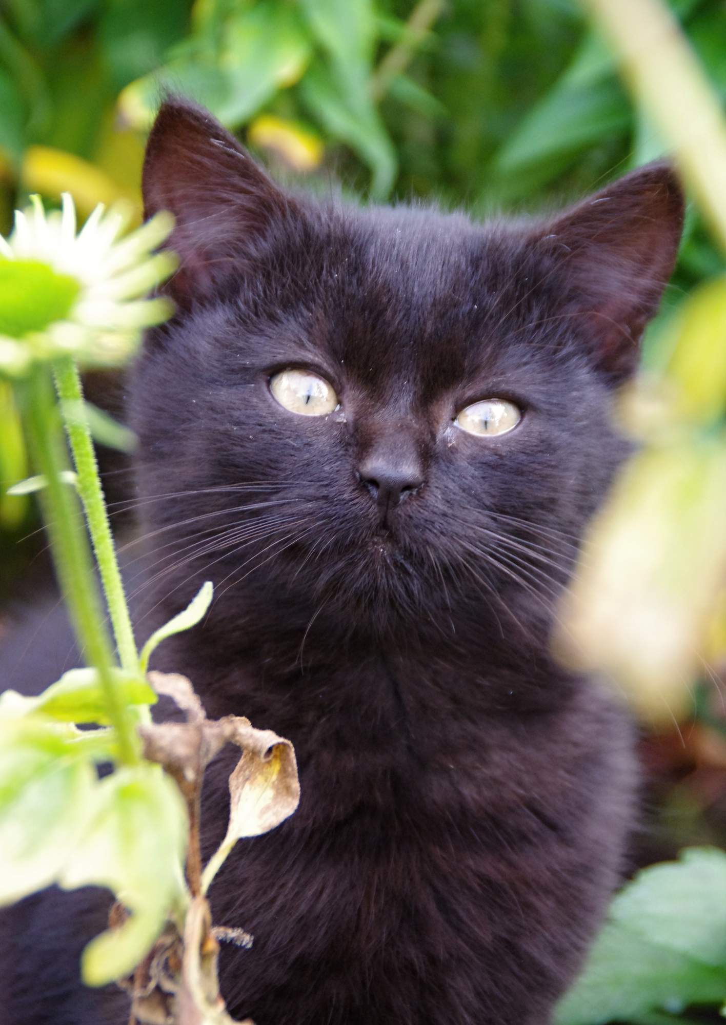 Útulkům se rozdávalo krmivo