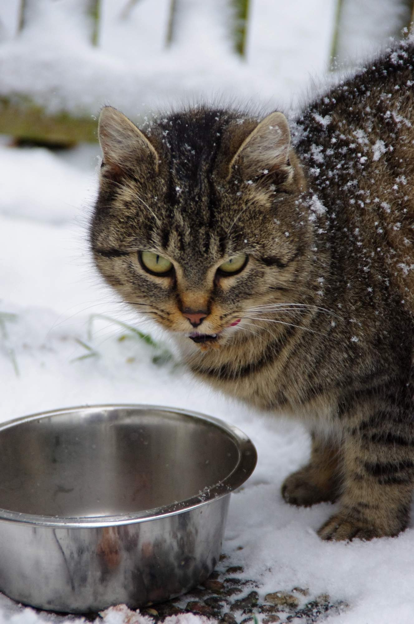 Charitativní vánoční sbírka