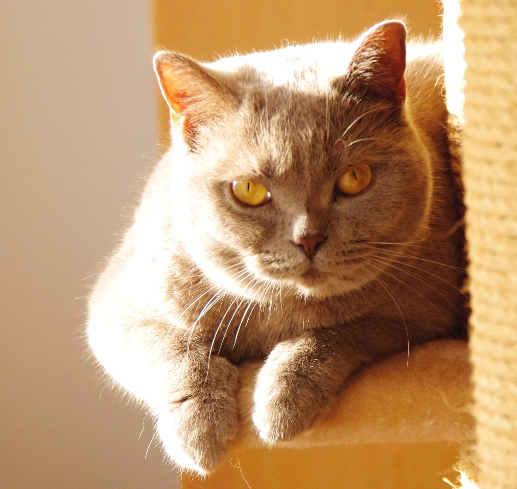 Klinika vstřícná ke kočkám