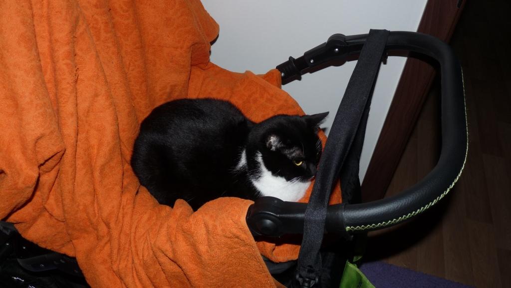 Vyprávění jedné kočky