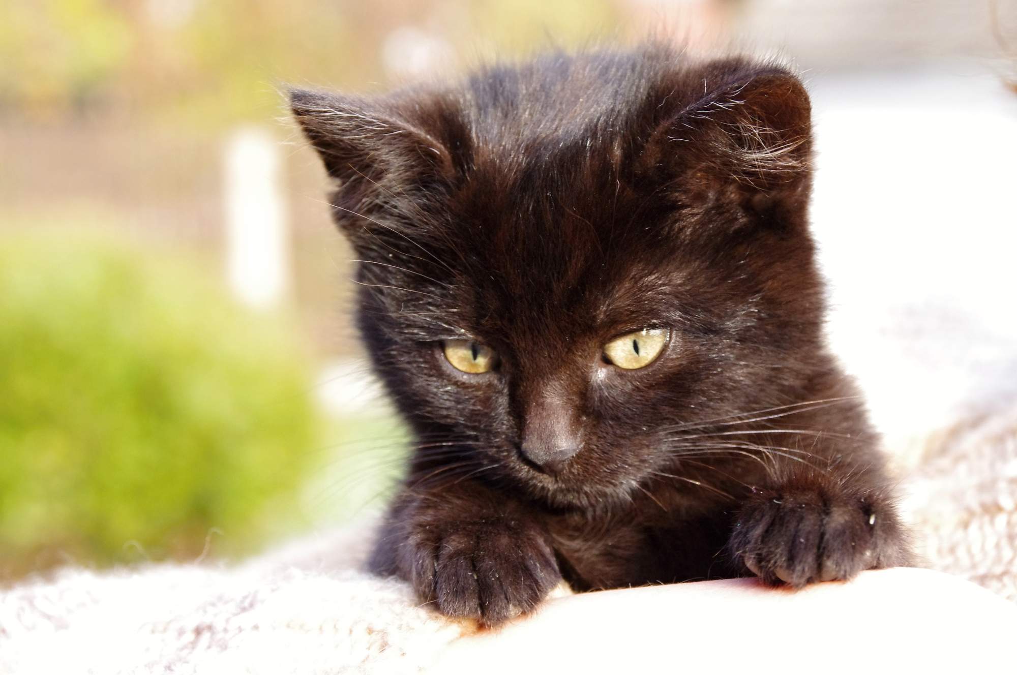 Kočky dostanou více než jeden a půl milionu