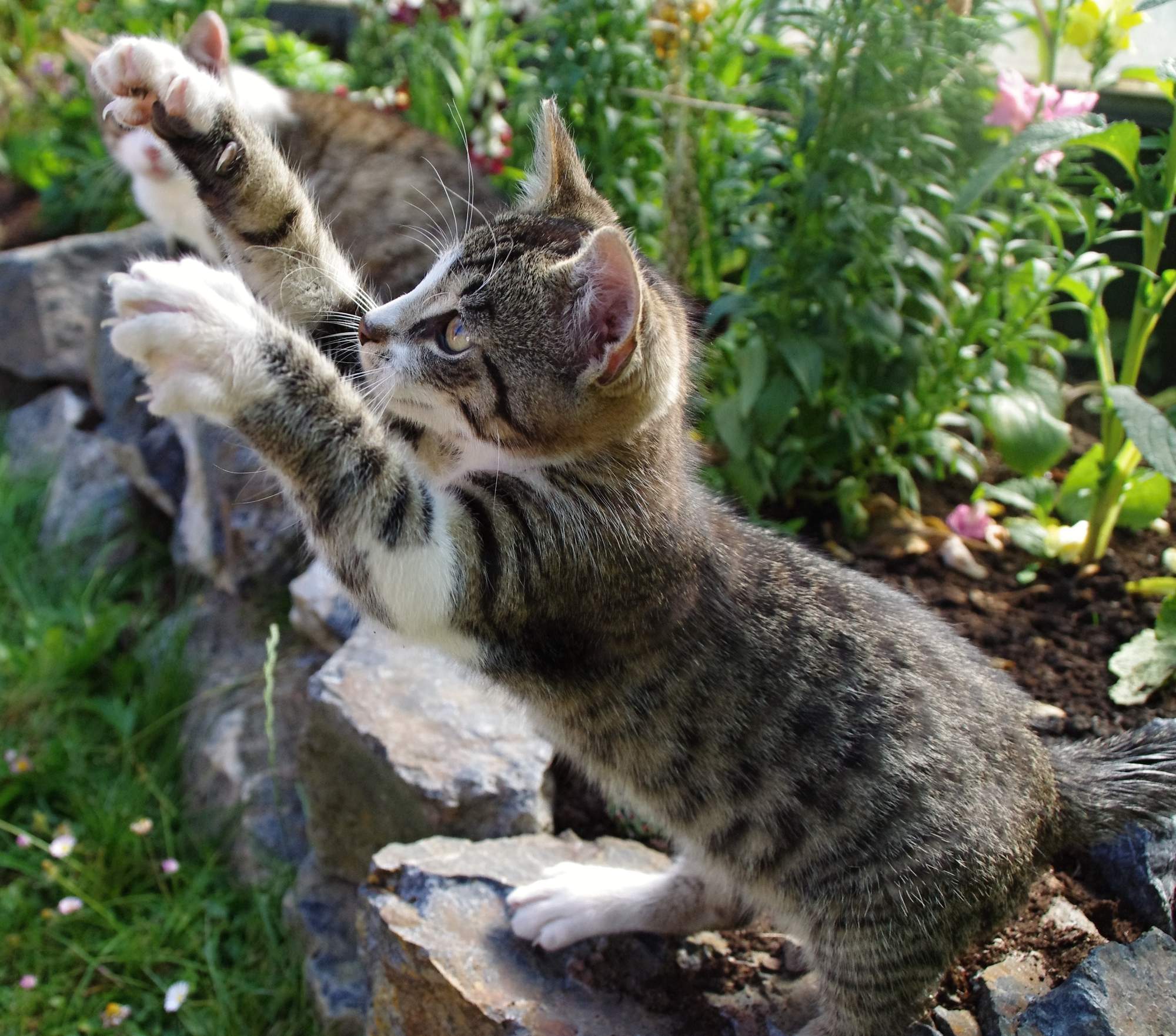 Kryptorchismus – možné řešení?