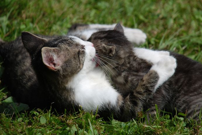 Vrozené instinkty koťat