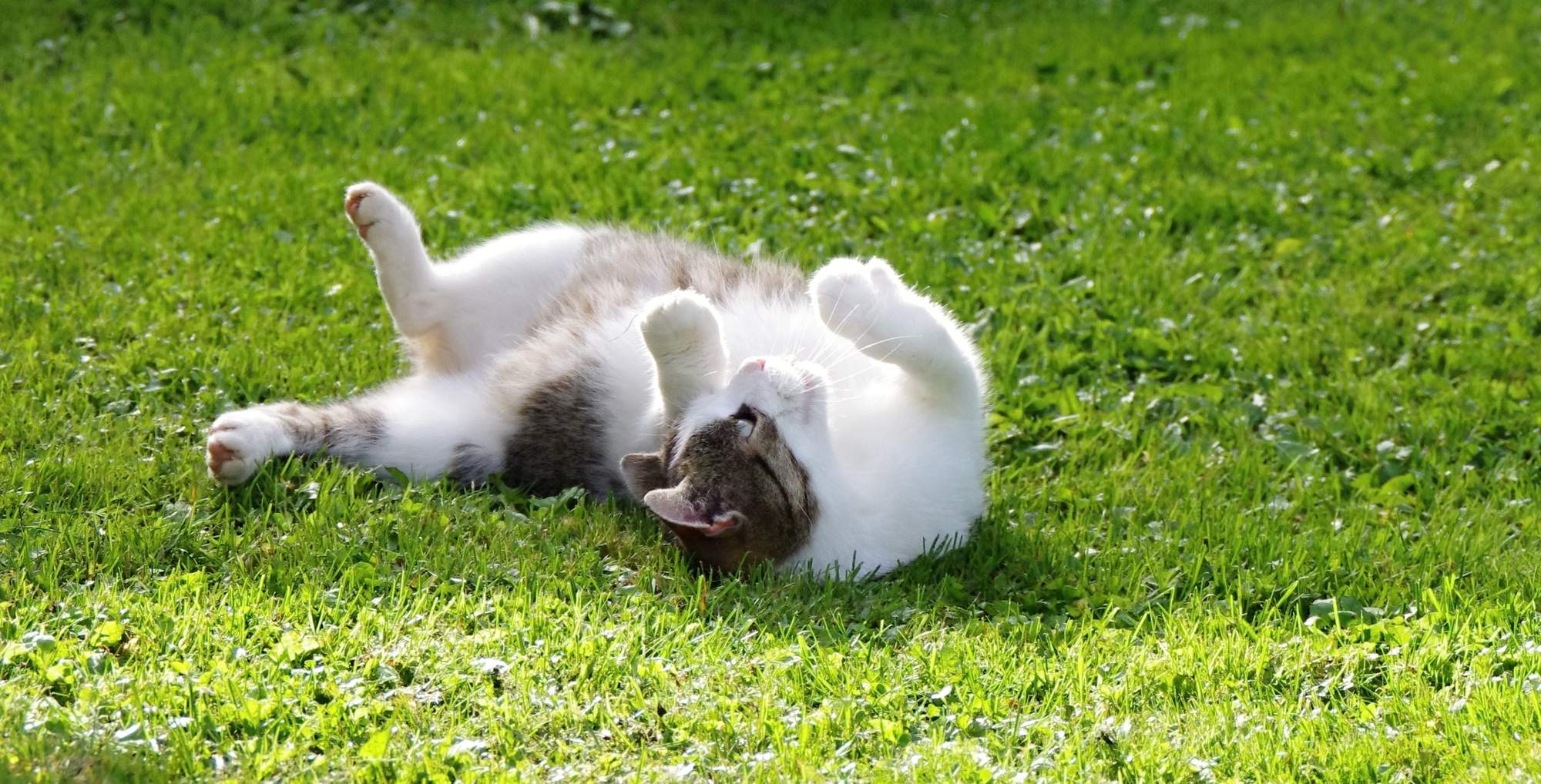 Nebezpečí od lišek