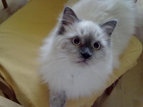 Kůže a délka srsti 