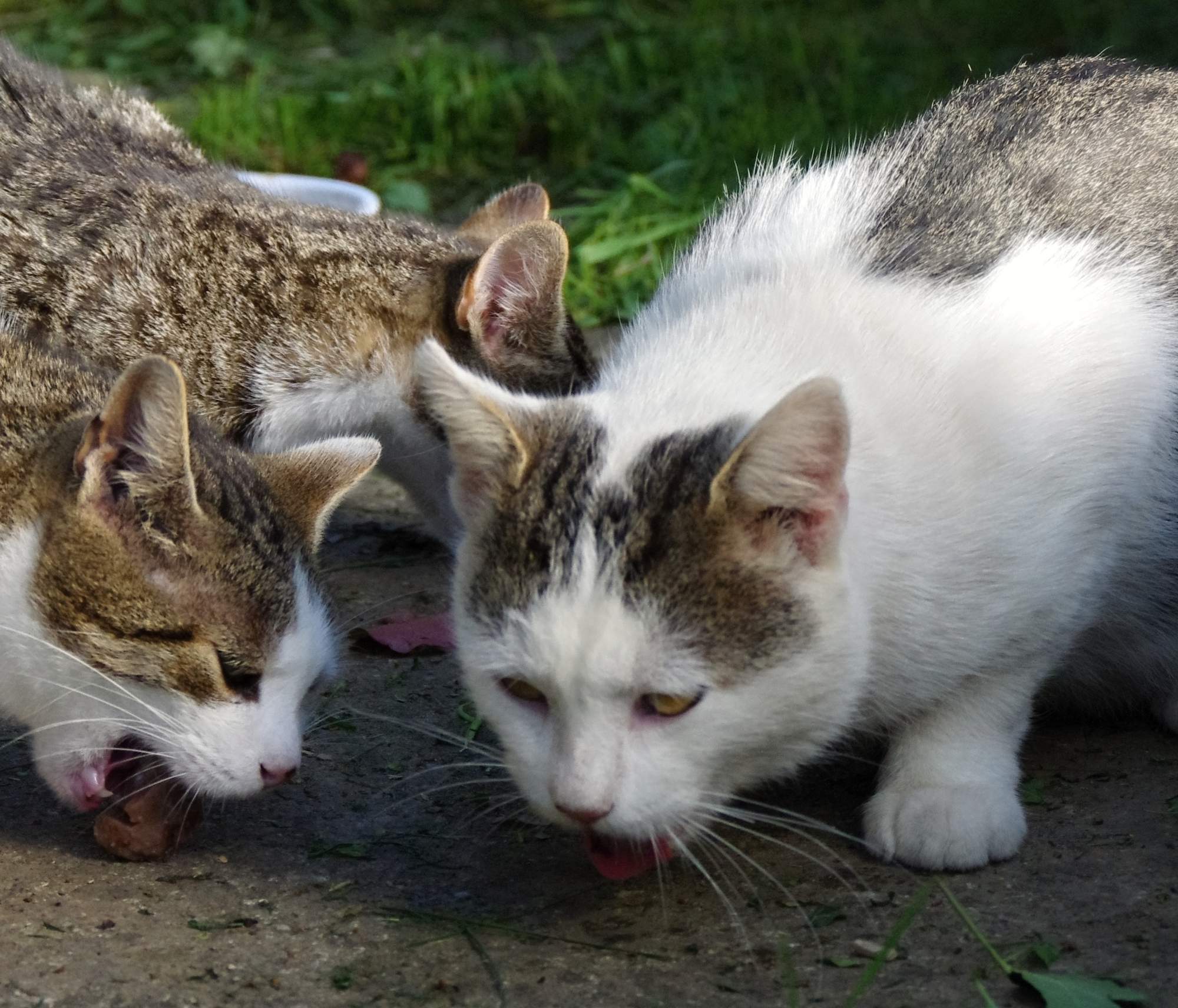 Vánoční sbírka - děkujeme za vaši podporu