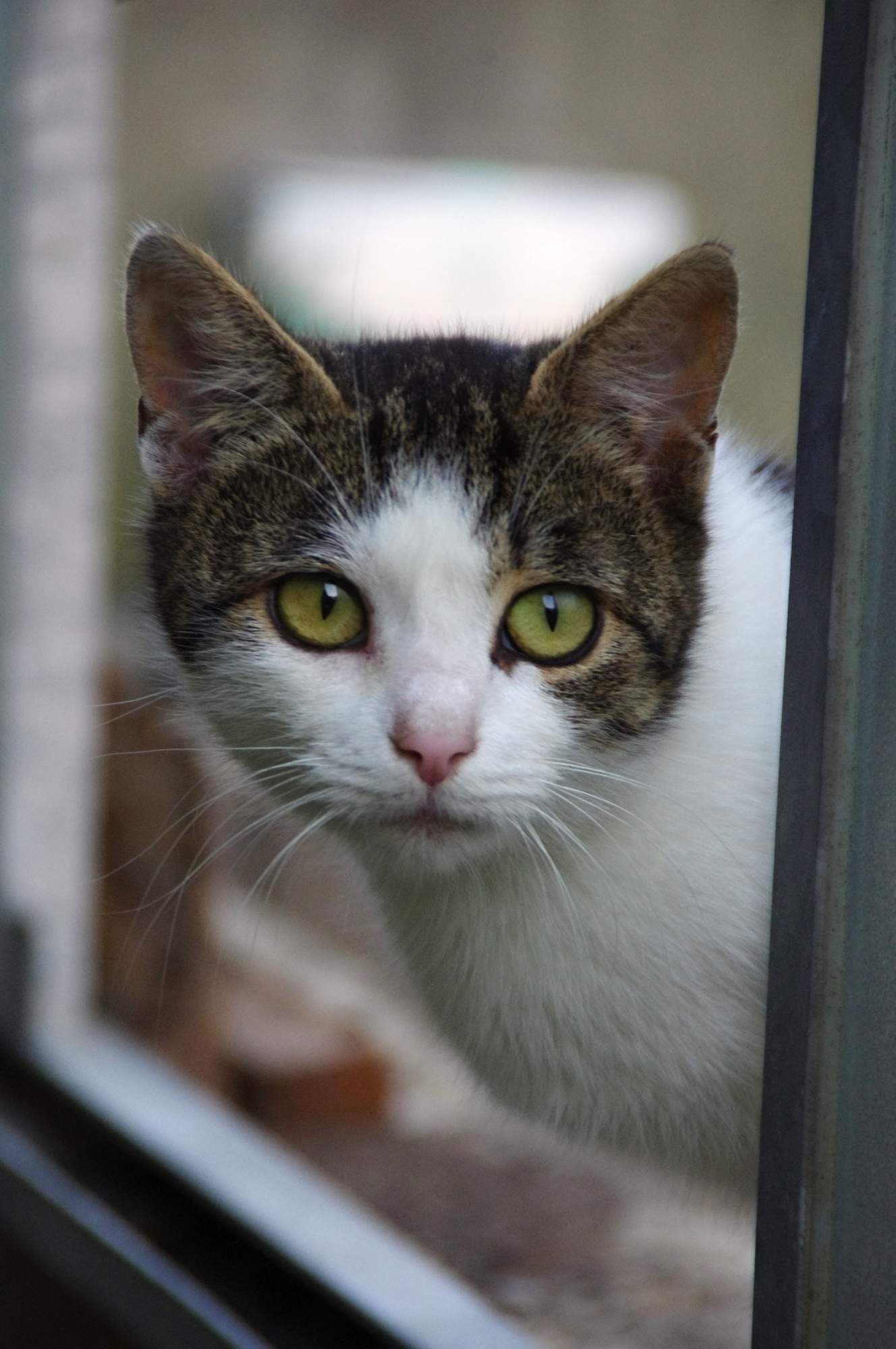 Aby byla kočka klidnější...