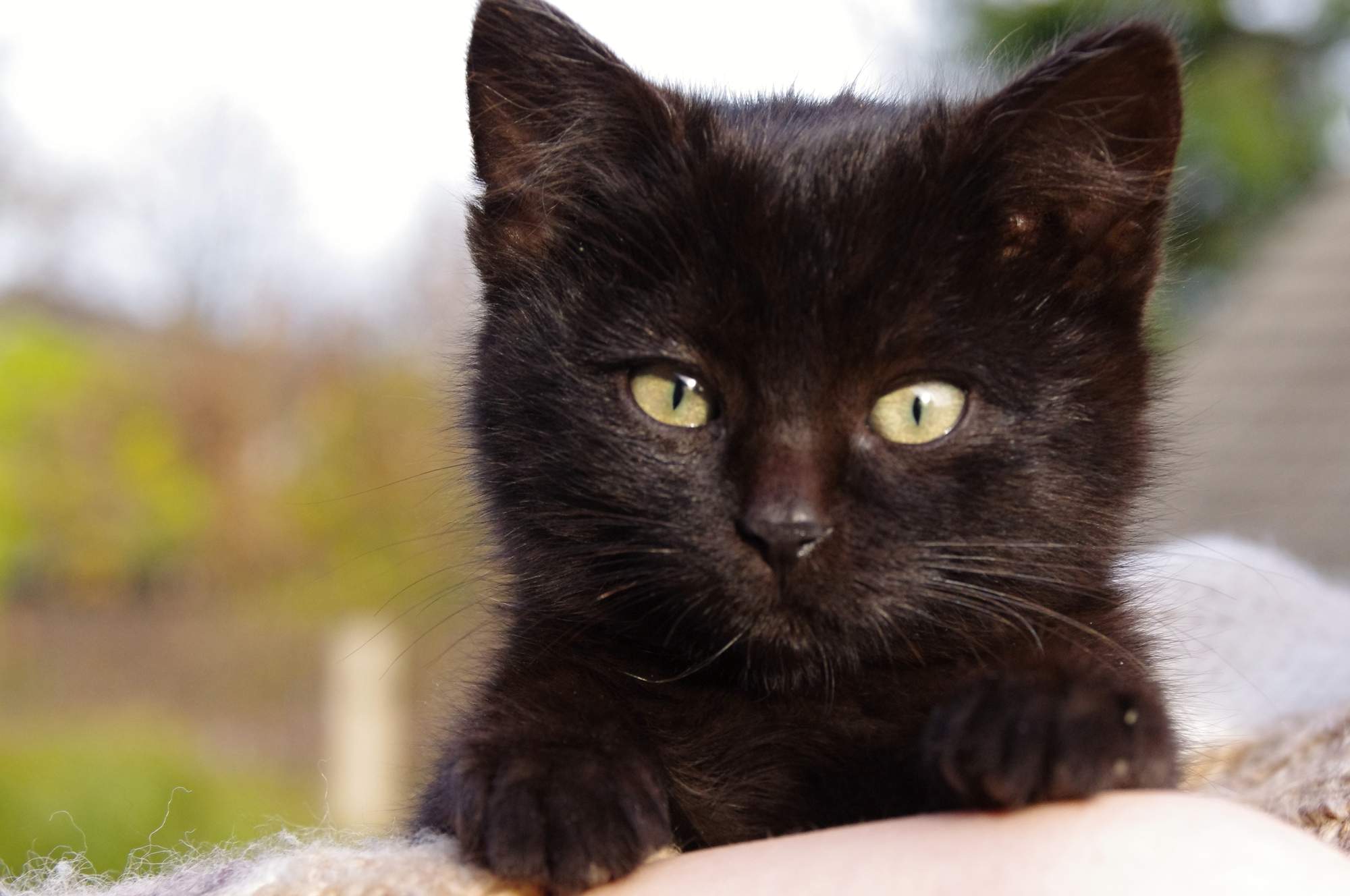 Už „vzteklé“ zvíře vakcinace neochrání