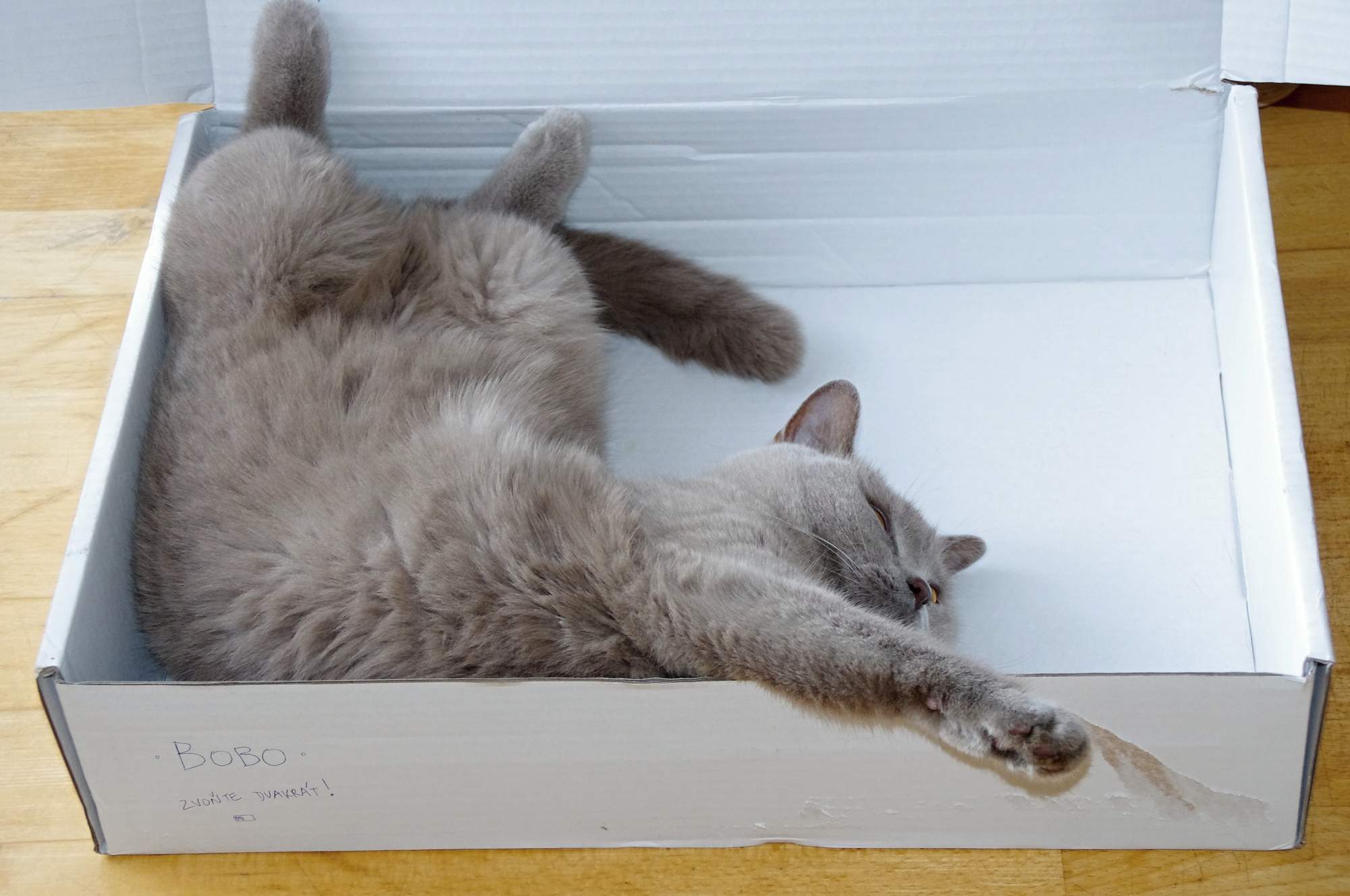 Jak poznáte, že je kočka ve stresu?