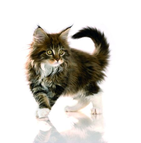 Dopřejte svému kotěti to nejlepší!