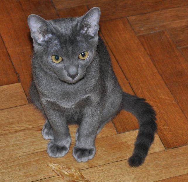 Kocourek při mazlení kouše