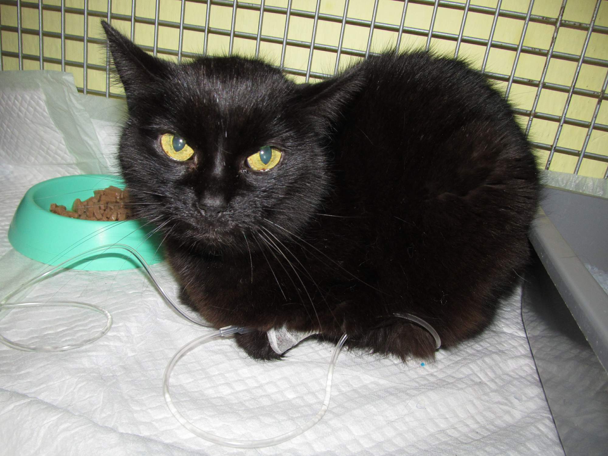 Rozloučení s milovanou Miu