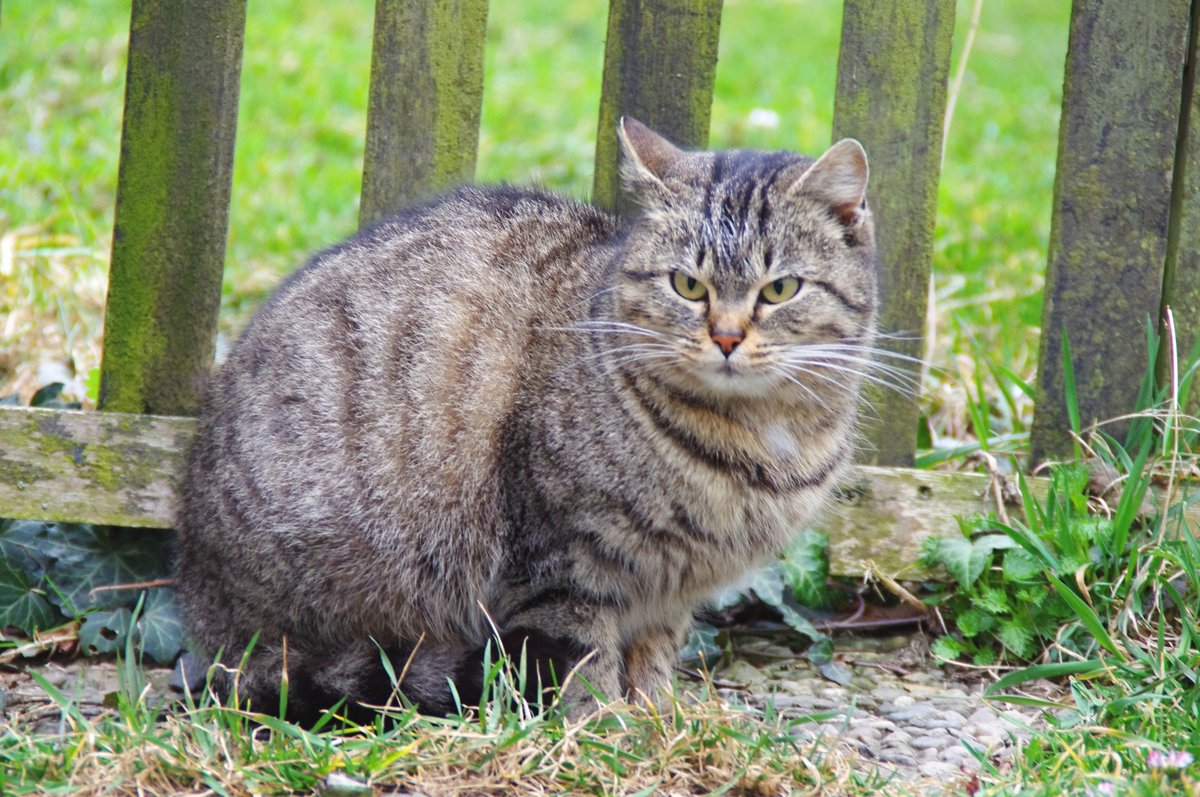 Když na kočku přijde stáří
