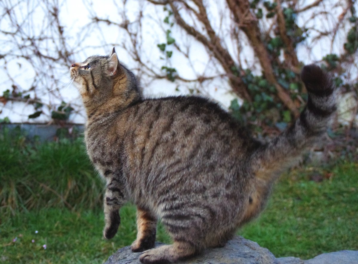 Klíšťata jsou tu, chraňte svou kočku!